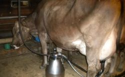 Bild 21: Kuh Meisli beim melken