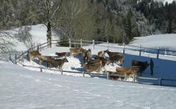Bild 18: Unsere Kühe haben auch im Winter Auslauf