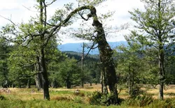 Bild 31: Uralte Bergahorne am Hochschachten im Nationalpark