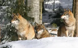 Bild 46: Wölfe im Tierfreigelände des Nationalparks
