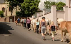 Nengshof (Wißmannsdorf). Gänseblümchen, Bild 1: Ein Tag mit Pferden