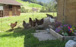 Bild 24: Unsere glücklichen Hühner