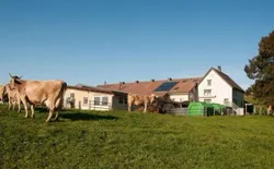 Bild 10: unser Bauernhaus mit Kühen