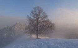 Bild 29: Baum im Winter