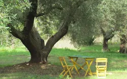 Bild 8: Ambiente unter den Olivenbäumen