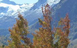 Bild 21: Herbstlich bunt, direkter Blick ins Val Roseg