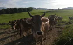 Bild 13: Unsere Kühe
