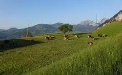 Bild 22: Unsere Kühe auf der Weide