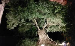Bild 36: 500-jähriger Olivenbaum