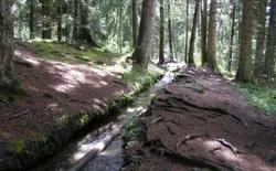 Bild 12: Nahegelegener Wald mit Spazierwegen
