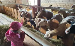 Bild 26: Winterfütterung der Schafe im Stall