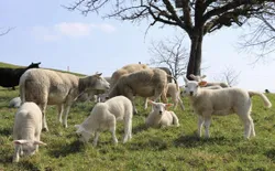 Bild 22: Unsere Schafe mit ihren Lämmern.