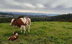 Bild 15: Kuh auf der Weide