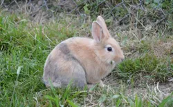 Bild 27: Kaninchen