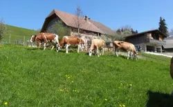 Bild 20: Rinder auf der Weide