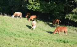 Bild 21: Rinder auf der Weide