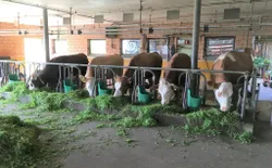 Bild 22: Rinder im Stall