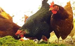 Bild 29: Glückliche Hühner