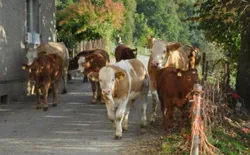 Bild 23: Unsere Mutterkuh Herde ist auf dem Weg in den Stall