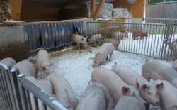 Bild 13: Unsere Schweine im Aussenbereich