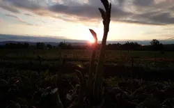 Bild 22: Spargel mit Sonnenaufgang