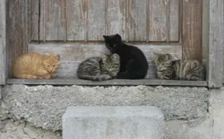 Bild 17: Katzen gehören zum Hof