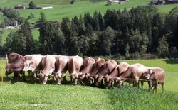 Bild 16: Kühe auf der Weide