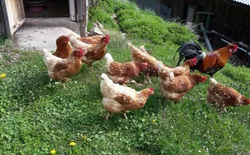 Bild 23: glückliche Hühner
