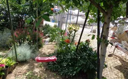 Bild 5: Garten