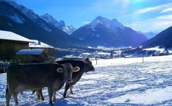 Bild 5: Schottenhof Kühe im Winter
