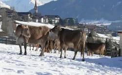 Bild 21: Schottenhof Auch unsere Kühe lieben den Schnee